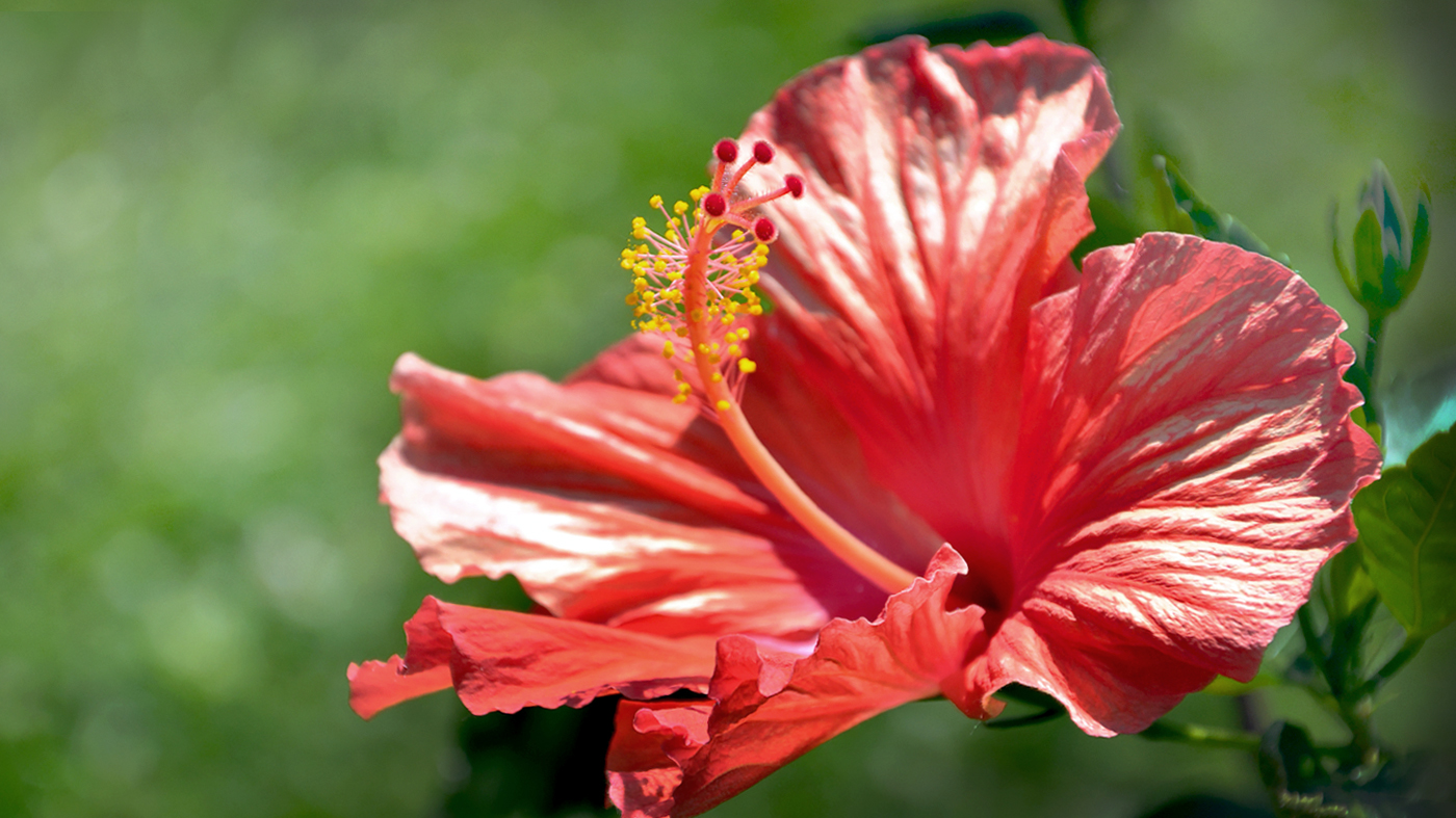 Hibiscus