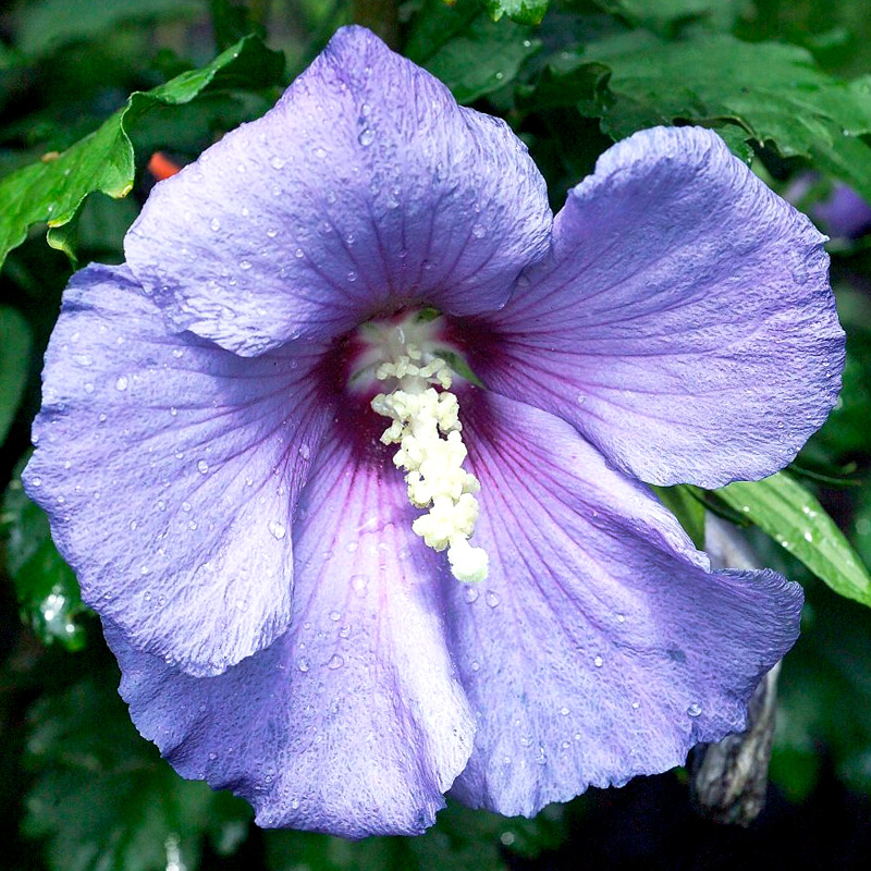 Hibiscus syriacus 'DVPazurri'