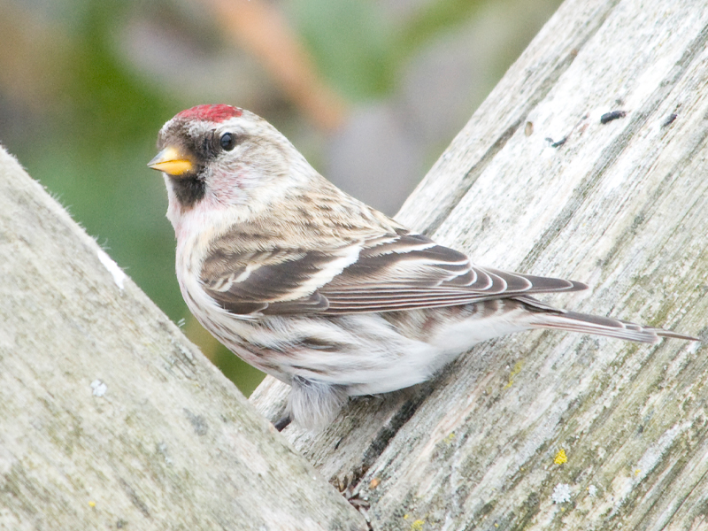 Common redpoll