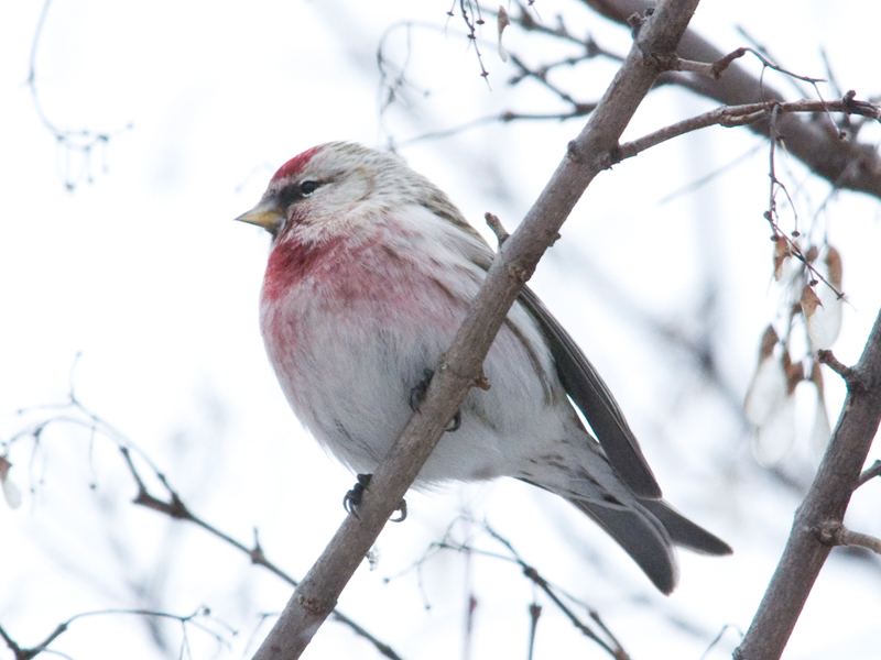 Hoary redpoll