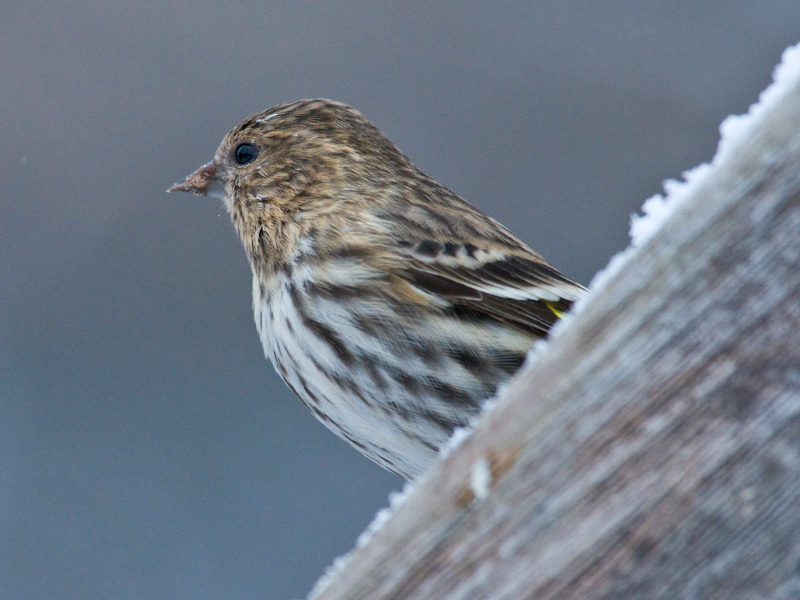 Pine siskin