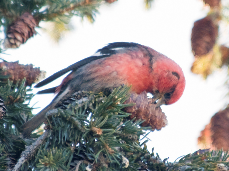 White-winged crossbill