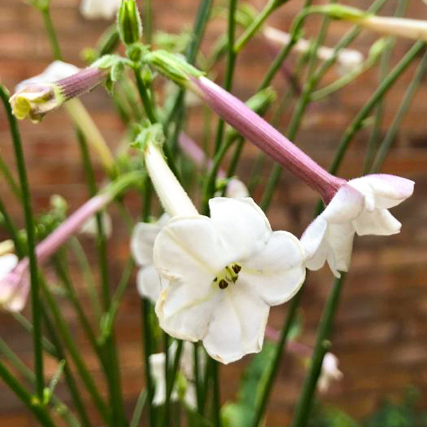 Nicotiana suaveolens sweet scented tobacco