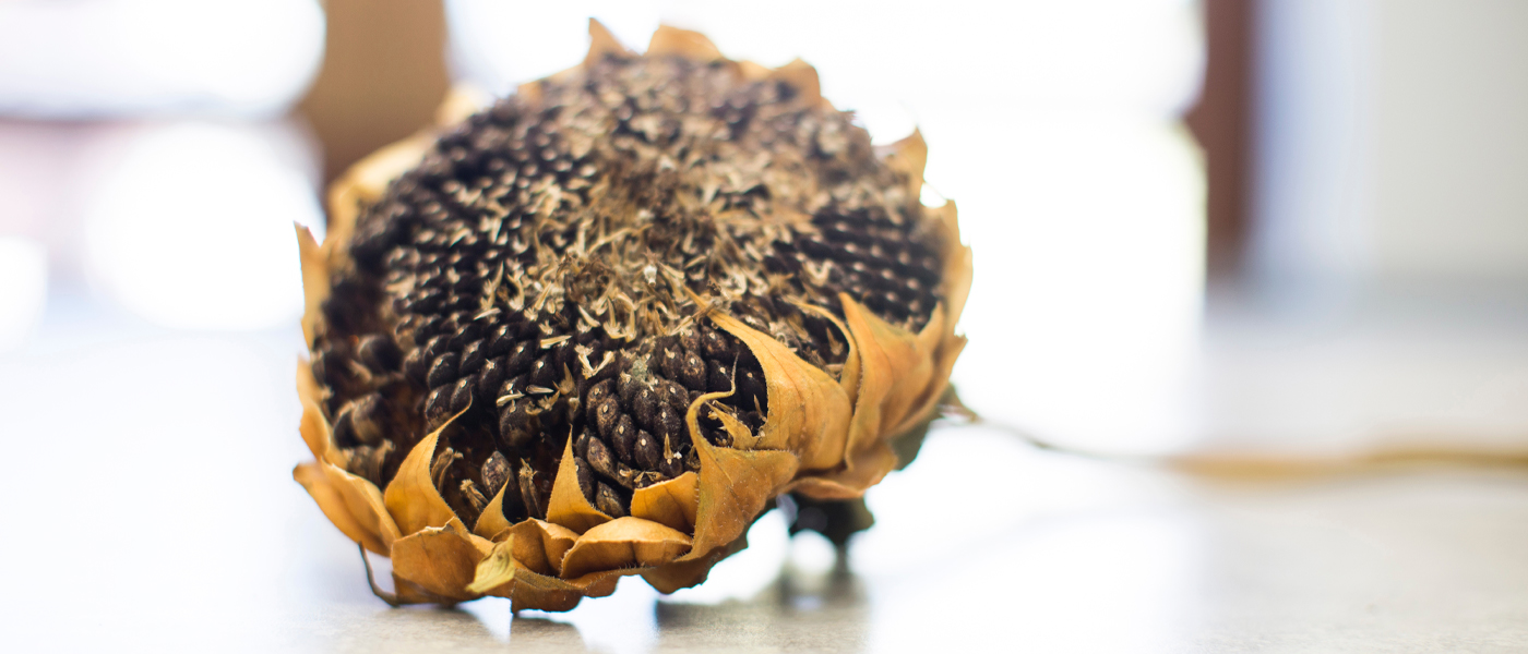 sunflower with seeds