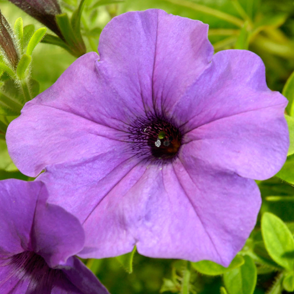 Petunias