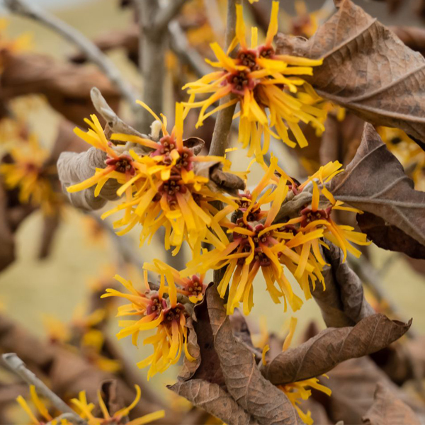 Hamamelis mollis 'Superba'