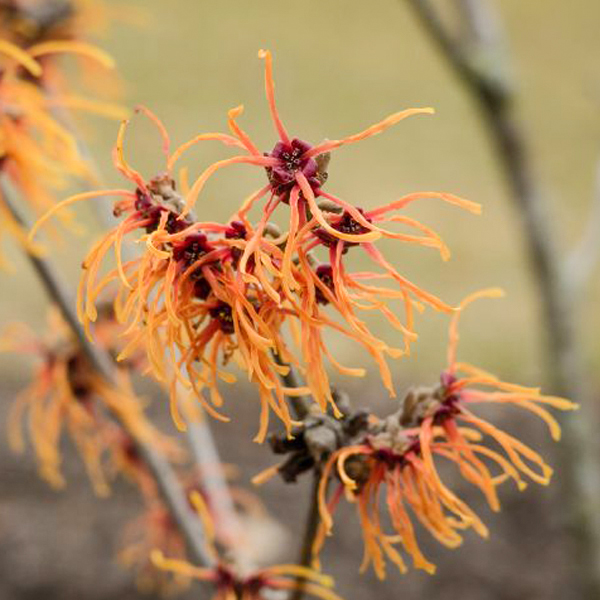 Hamamelis x intermedia 'Jelena'