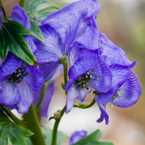 Aconitum carmichaelii (monkshood)