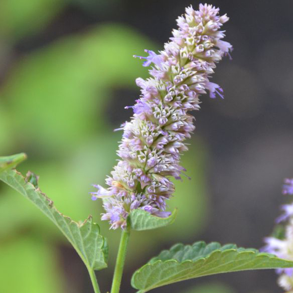 Agastache barberi (anise hyssop)