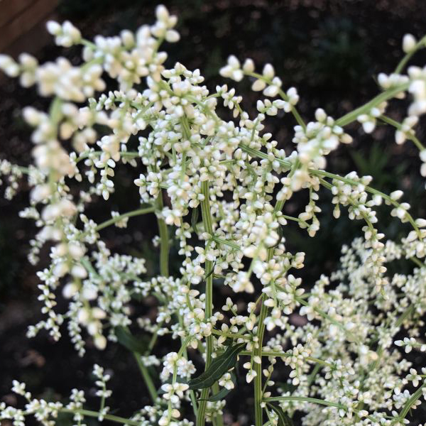  Artemisia lactiflora 'Guizo' (white mugwort)