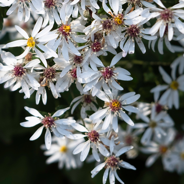 Aster divaricatus (white wood aster)