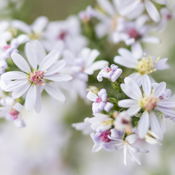 Aster lateriflorus 'Lady in Black' (calico aster)