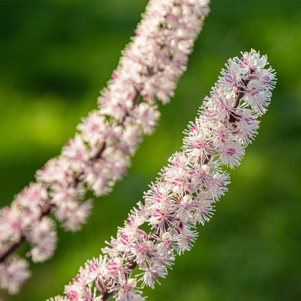 Cimicifuga racemosa 'Hillside Black Beauty' (snakeroot)