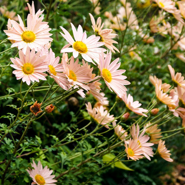 Dendranthema 'Sheffield' (chrysanthemum)