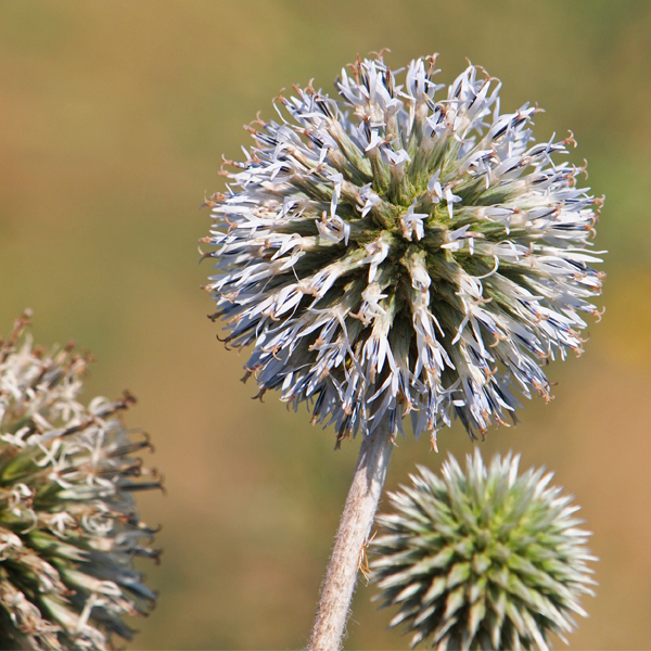 Echinops sphaerocephalus 'Arctic Glow' (thistle)