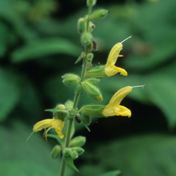 Salvia koyamae (meadow sage)