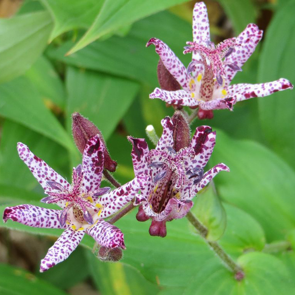 Tricyrtis hirta 'Miyazaki' and 'Miyazaki Gold' (toad lily)