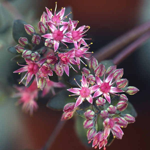 Hylotelephium 'Bertram Anderson' (stonecrop)