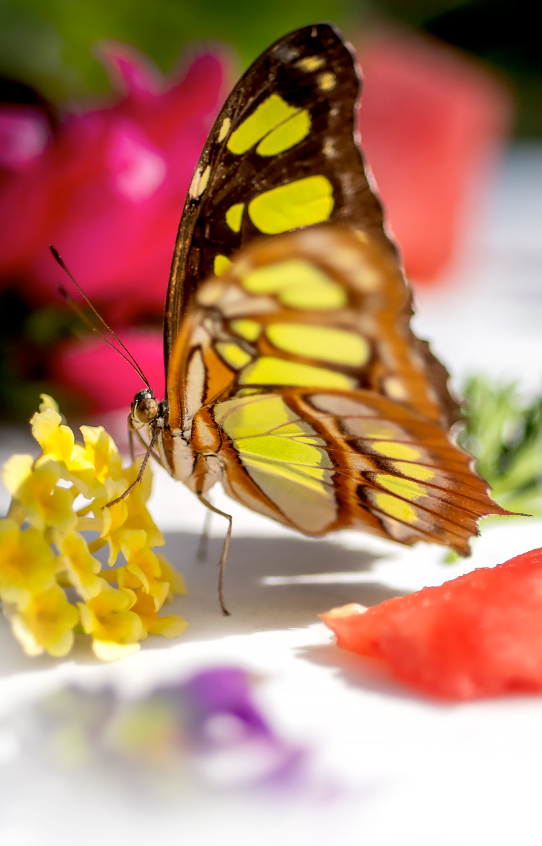 Butterfly Gardening