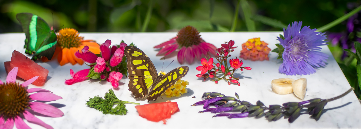 Butterfly Gardening