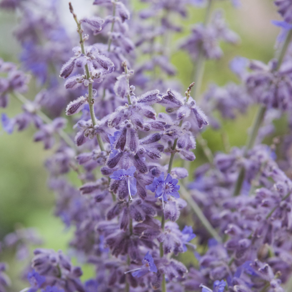 Perovskia atriplicifolia 'Little Spire' (Russian sage)