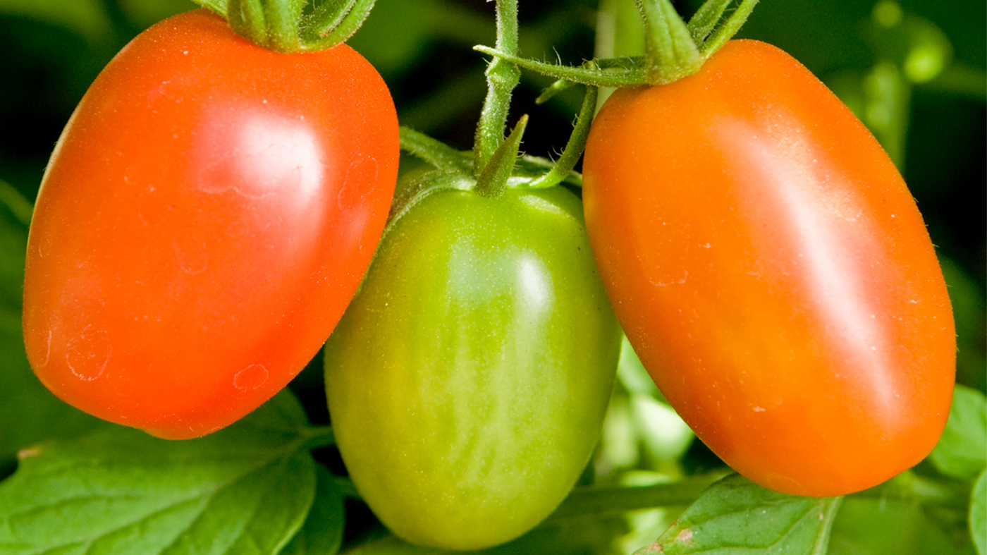 tomatoes