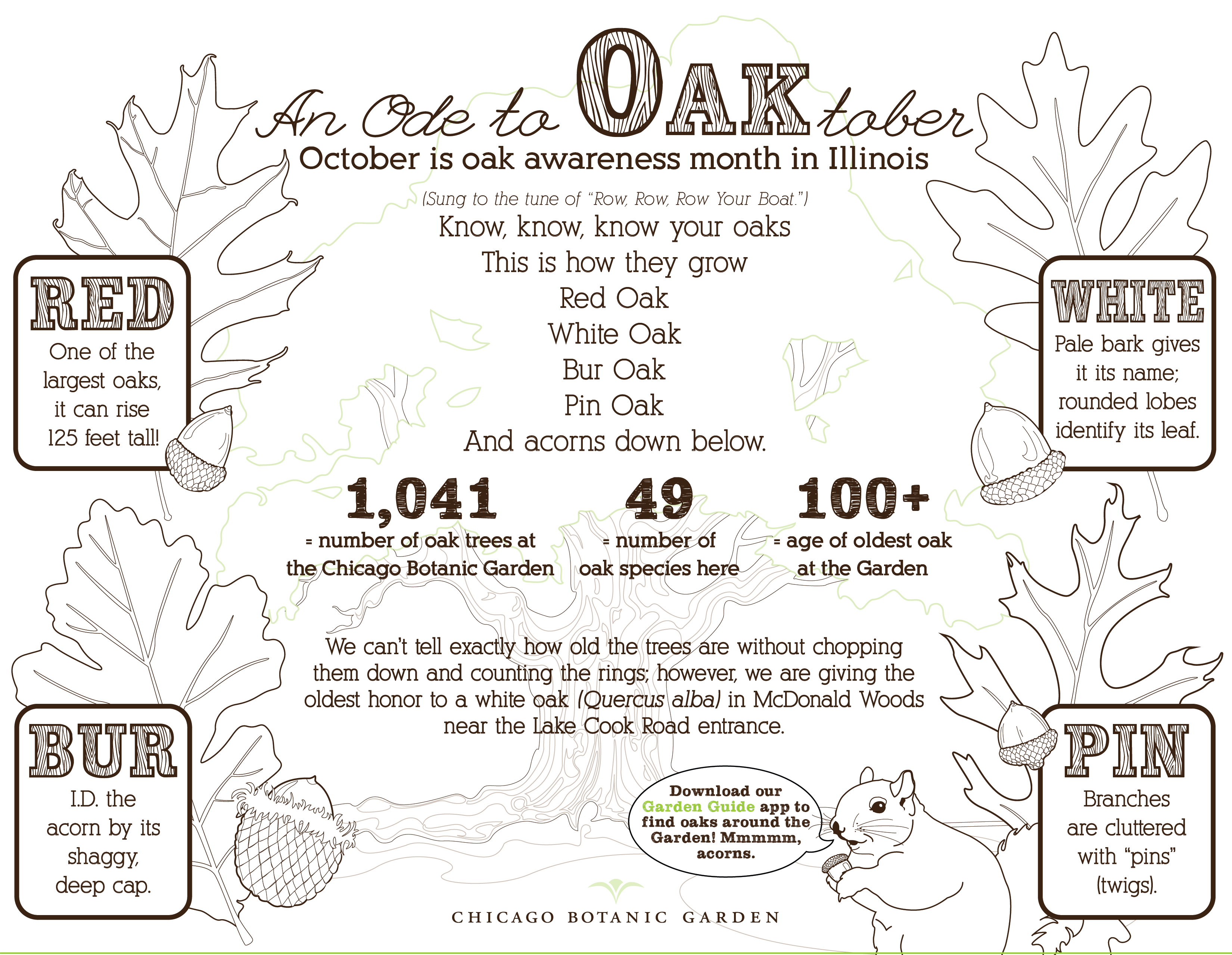 Oaktober Graphic