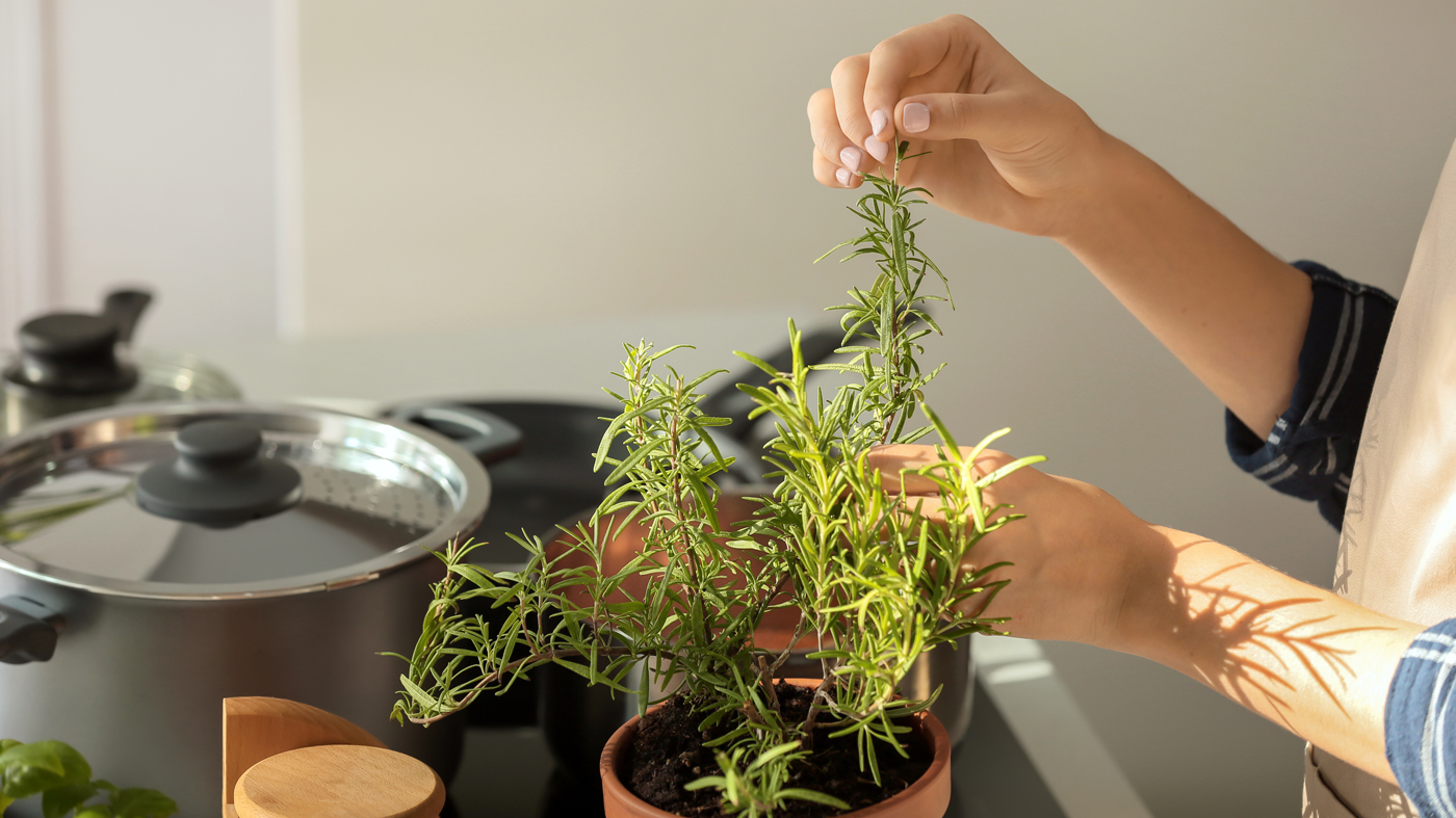 cooking with herbs