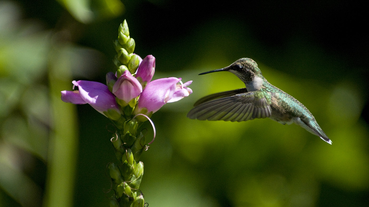 ChicagoBotanicGardenImage