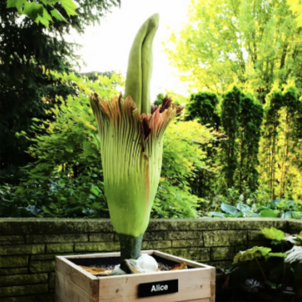 Corpse Flower – Alice