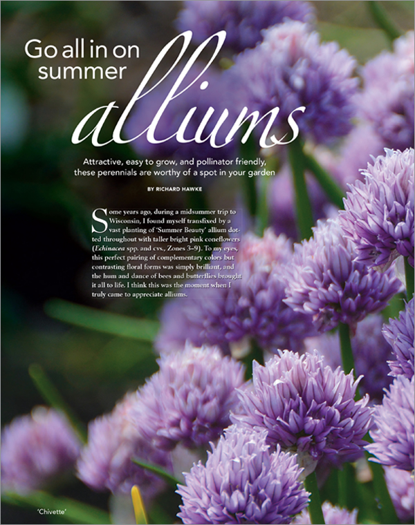 Alliums