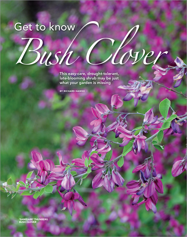 bushclover