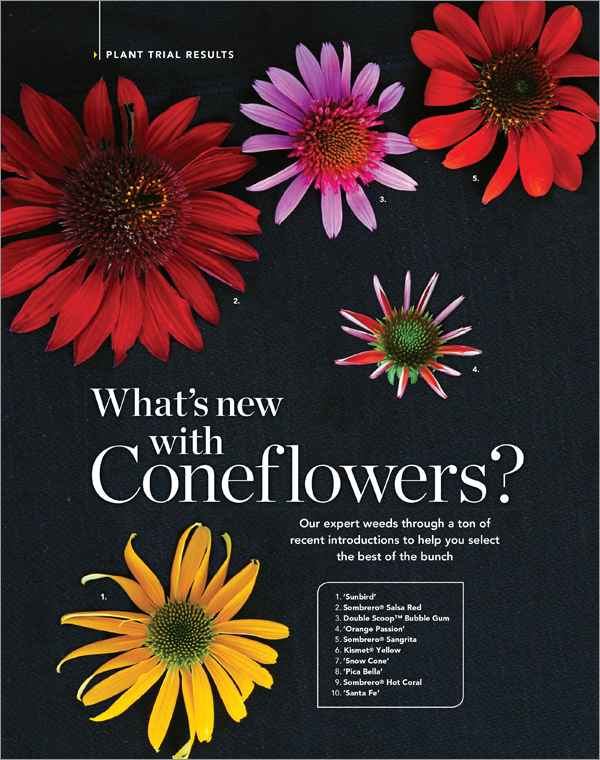 Coneflowers