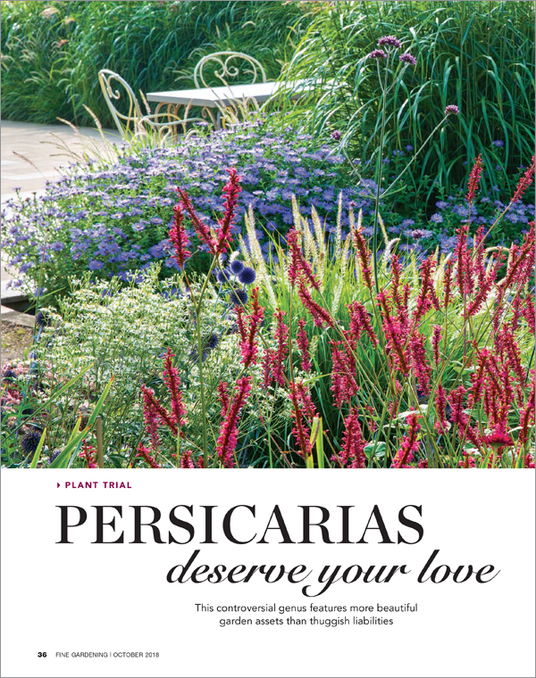 Persicarias