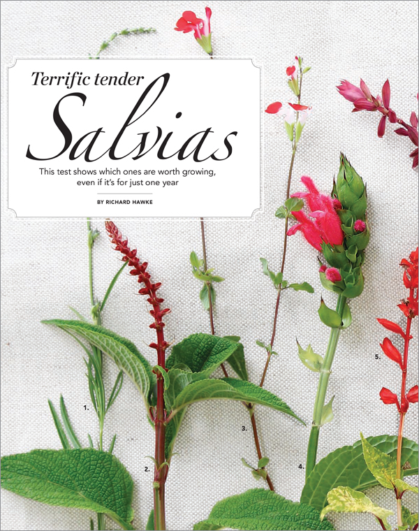 Salvias