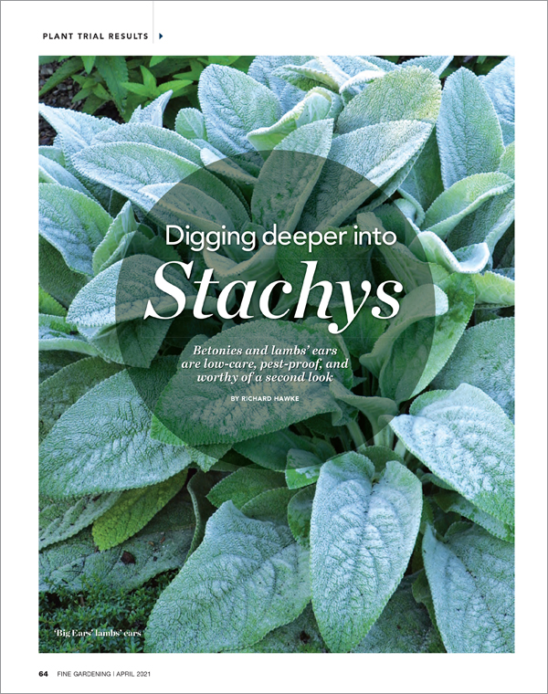 Stachys