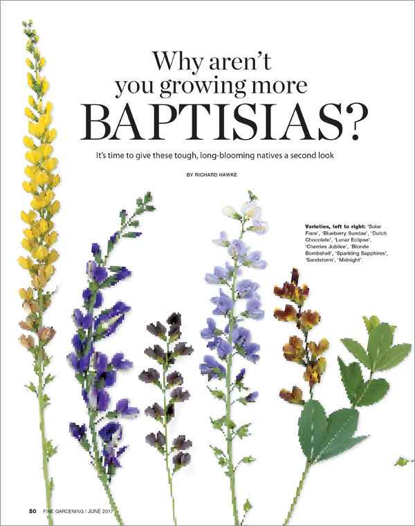 Baptisias