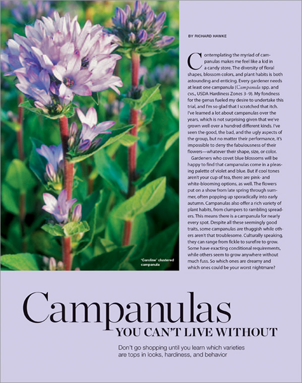 Campanulas