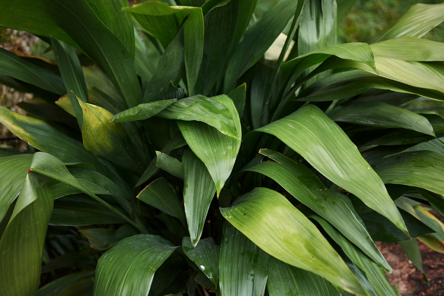 Cast-iron Plant  (Aspidistra elatior)