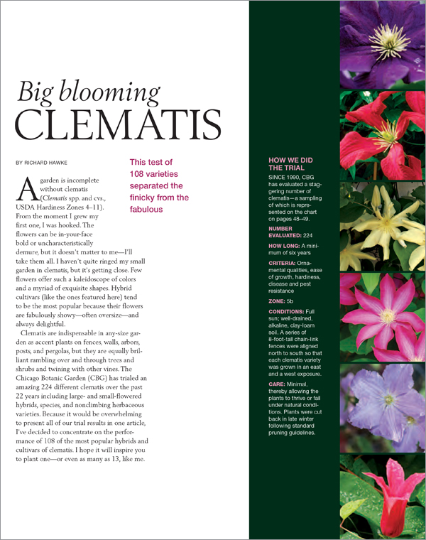 Clematis