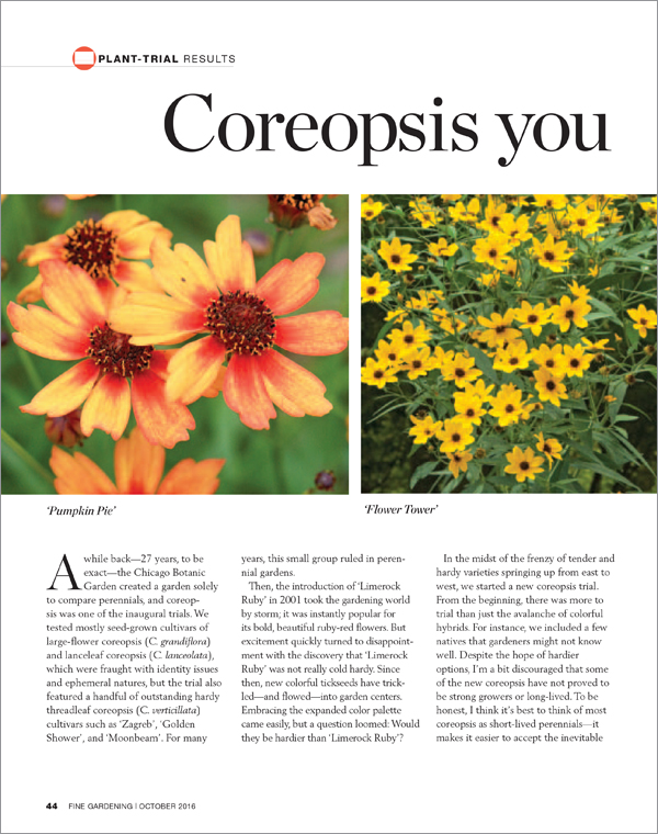 Coreopsis