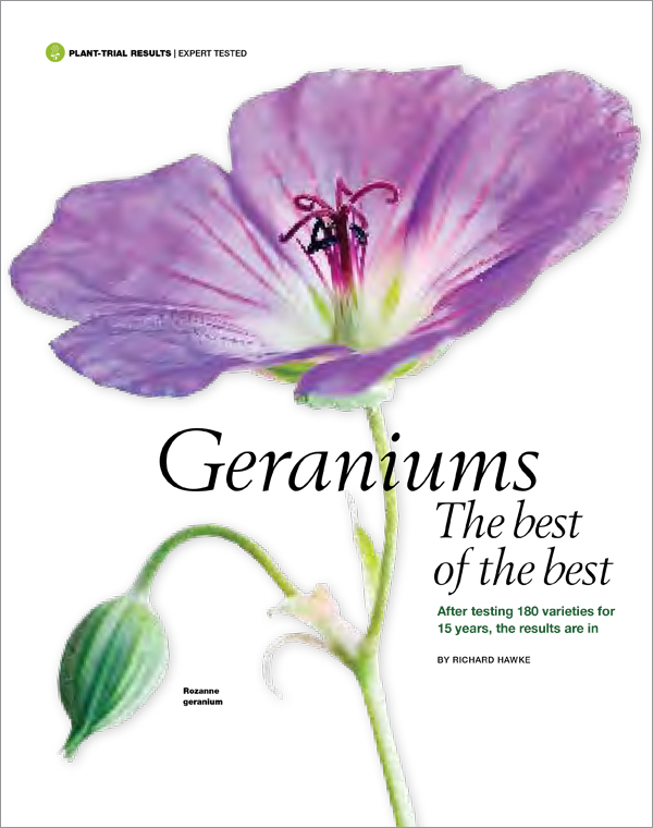 Geraniums