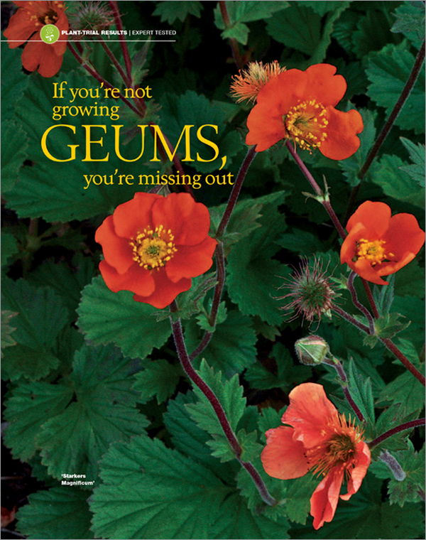 Geums