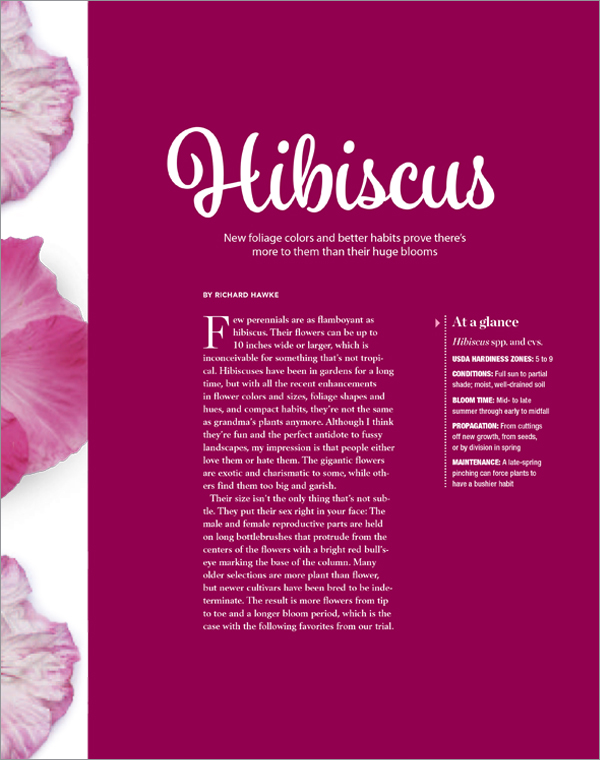 Hibiscus