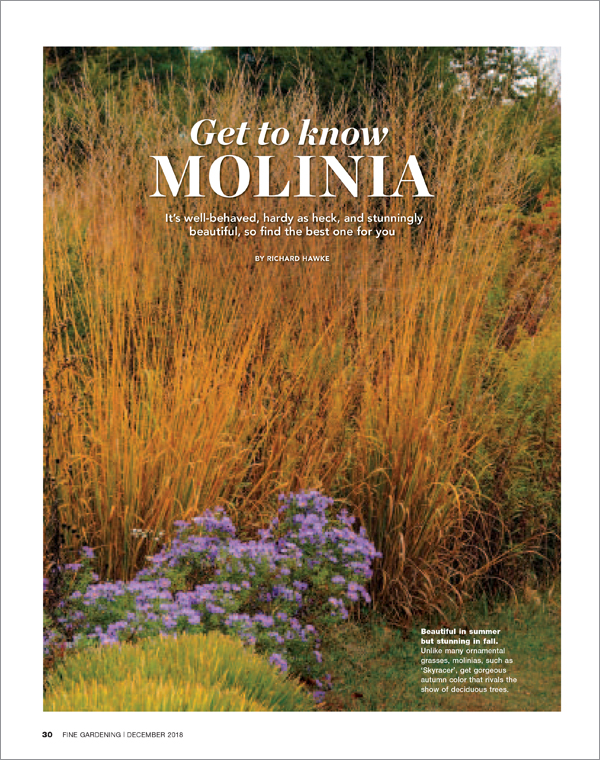 Molinia