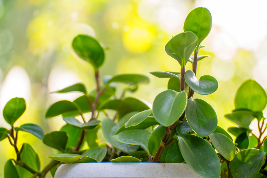 Radiator Plant  (Peperomia)