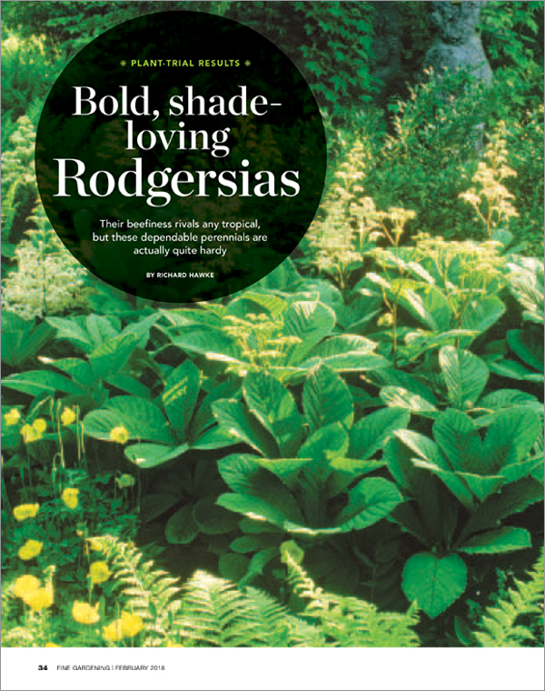 Rodgersia