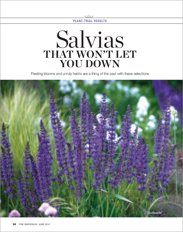 Salvia