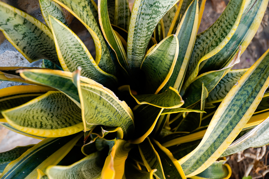 Snake Plant (Dracaena trifasciata—formerly Sansevieria)