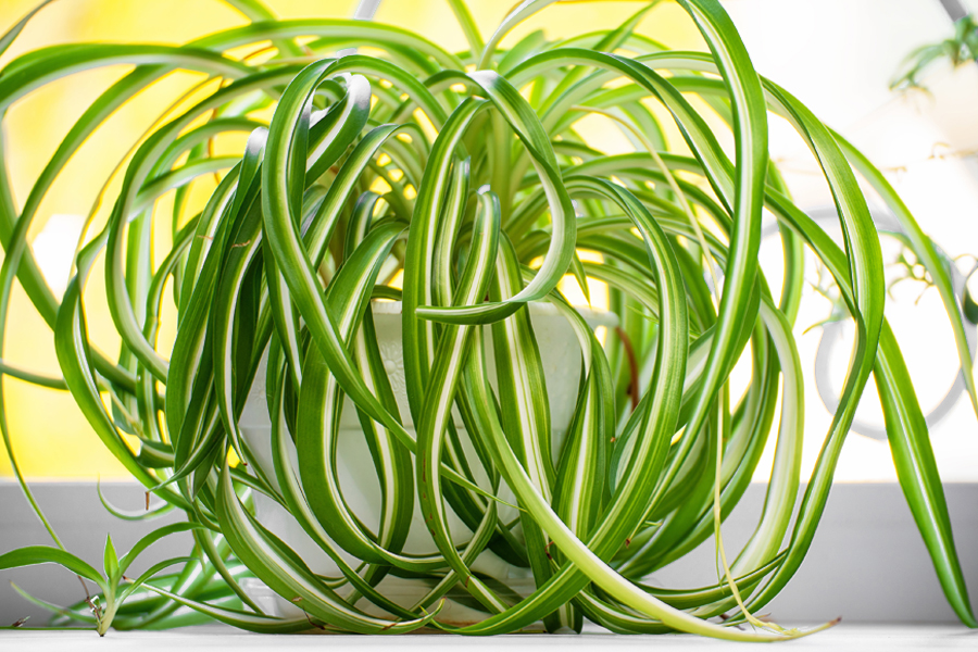 Spider Plant  (Chlorophytum comosum)